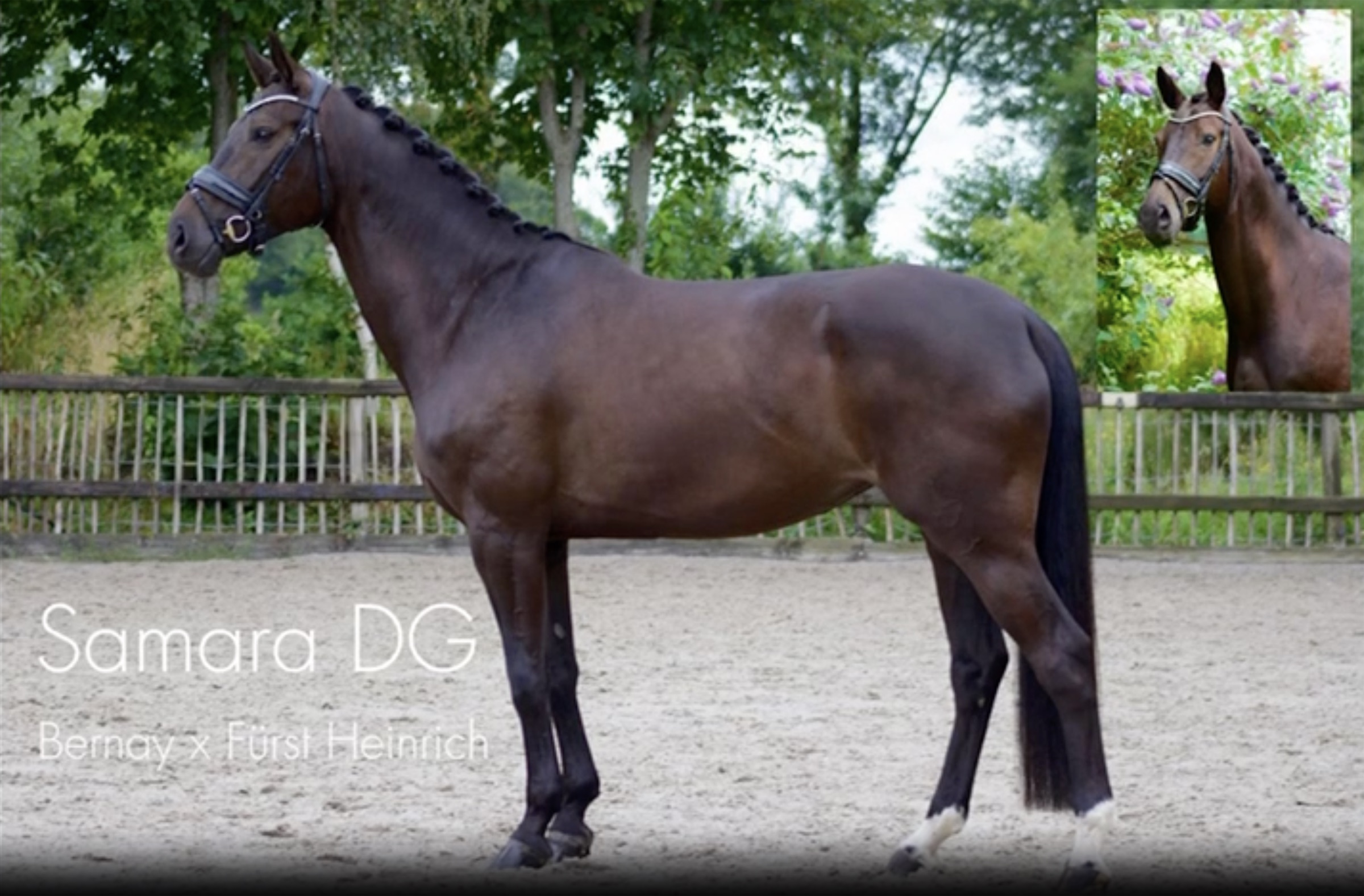 Samara DG &mdash; portret